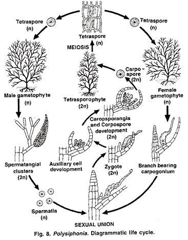 Polysiphonia: Diagrammatic Life Cycle 