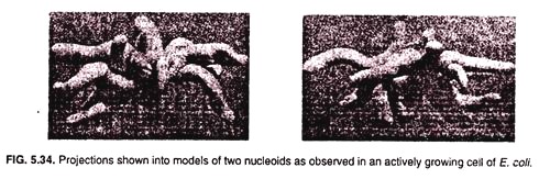 Projections shown into models of two nucleoids as observed in an actively growing cell of e.coli