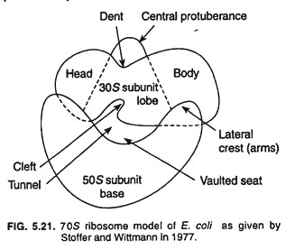 70S ribosome model of e.coli as given by stoffer and wittmann in 1977