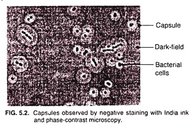 Capsules observed by negative staining with India ink and phase contrast microscopy