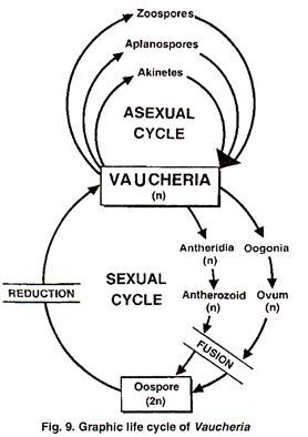 Graphic Life Cycle of Vaucheria