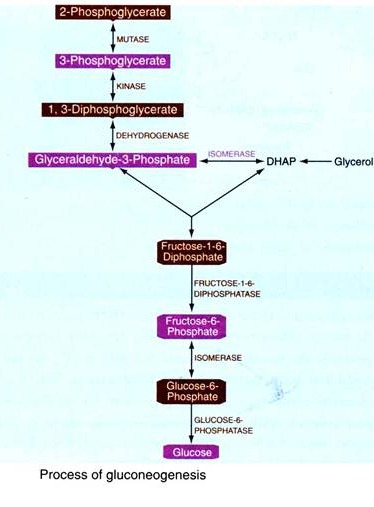 Graphic Life Cycle of Funaria