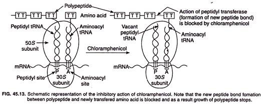 Schematic representation of the inhibitory action of chloramphenicol