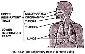 The respiratory treat of a human being