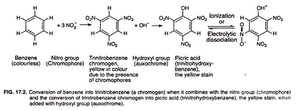 Conversion of benzene into trinitrobenzene when it combines with the nitro group and the conversion of trinitrobenzene chromogen into picric acid