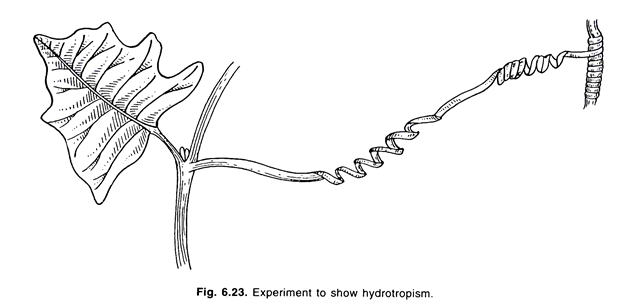 Experiment to show hydrotropism