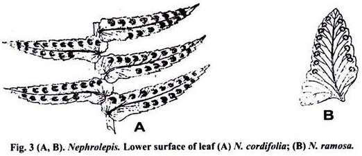 Nephrolepis Lower Surface of Leaf