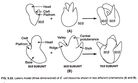 Lake's model of e.coli ribosome shown in two different orientations