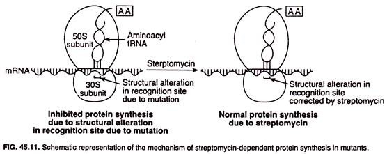 Schematic representation of the mechanism of streptomycin-dependent protein synthesis in mutants