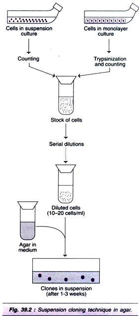 Young Cell and Mature Cell