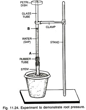 Experiment to demonstrate root pressure