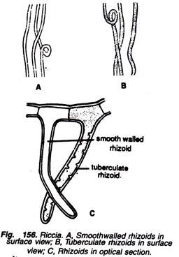 Smoothwalled Rhizoids, Tuberculate Rhizoids and Rhizoids