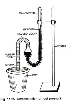Demonstration of root pressure