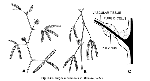 Turgor movements in mimosa pudica