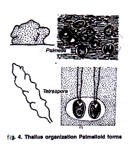 Thallus Organisation: Palmelloid Forms