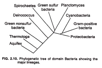 Phylogenetic tree of domain bacteria showing the major lineages