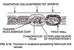 Trichome of anabeana possessing heterocyst and akinete