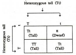 Heterozygous Tall (Tt)