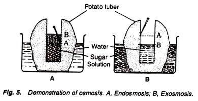 Demonstration of osmosis