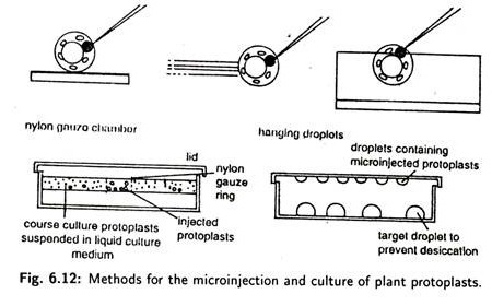 Oscillatoria 