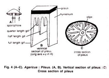 Polyphosphate structure 