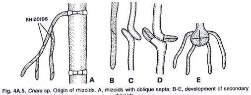Structure of bacteriophage lambda
