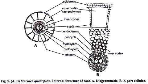 Internal Structure of Root