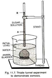 Thistle funnel experiment to demonstrate osmosis 