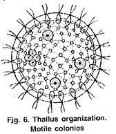 Thallus Organisation: Motile Colonios 
