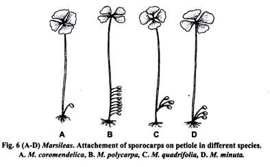 Attachment of Sporocarps on Petiole