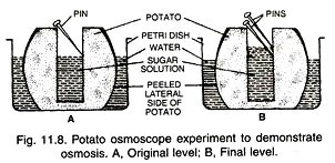 Potato osmoscope experiment to demonstrate osmosis