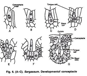 Development of Conceptacle of Sargassum