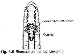 Bisexual Animal (Earthworm) 