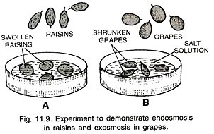 Endosmosis in raisins and exosmosis in grapes