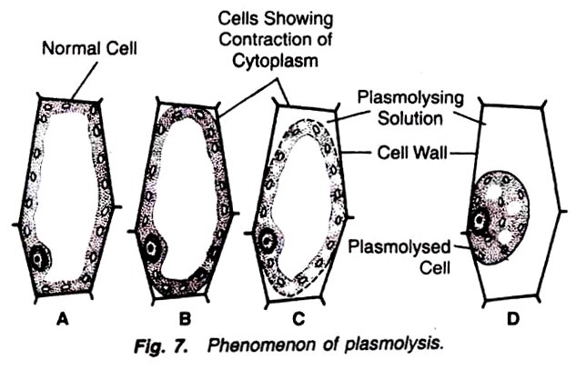 Phenomenon of plasmolysis
