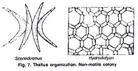 Thallus Organisation: Non-Motile Colony