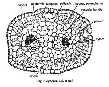 L.S. of Leaf