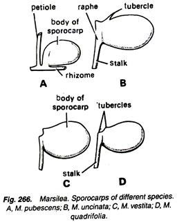 Sporocarps of Different Species