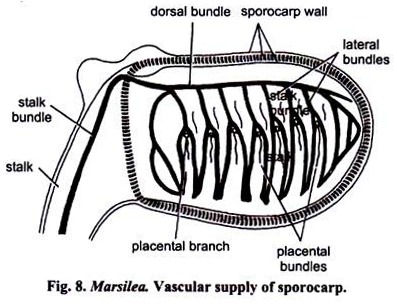 Vascular Supply of Sporocarp