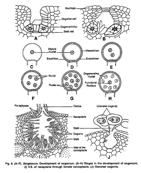 Development of Oogonium of Sargassum