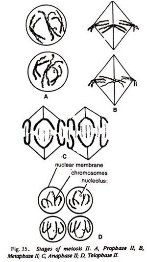 Stages of meiosis II