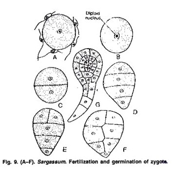 Fertilization and Germination of Zygote