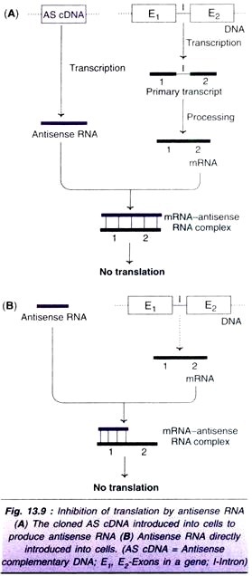 Early Development of Sex Organs