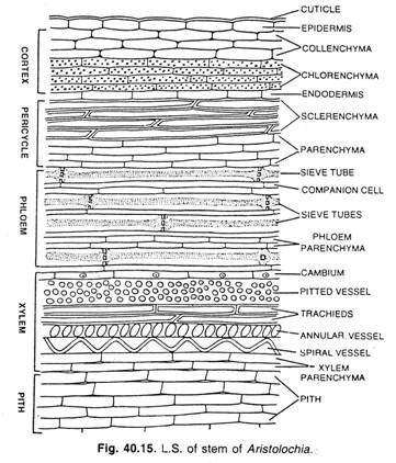 Thallus Organisation: Branched Filaments