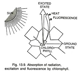 Absorption of radiation, excitation and fluorescence by chlorophyll