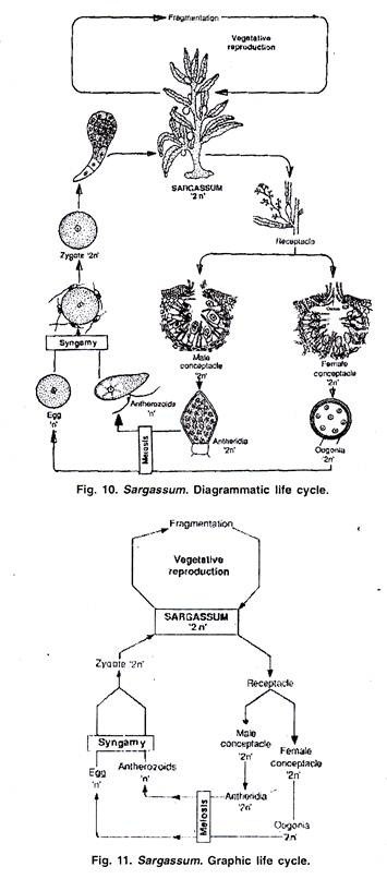 Diagrammatic and Graphic Life Cycle of Sargassum