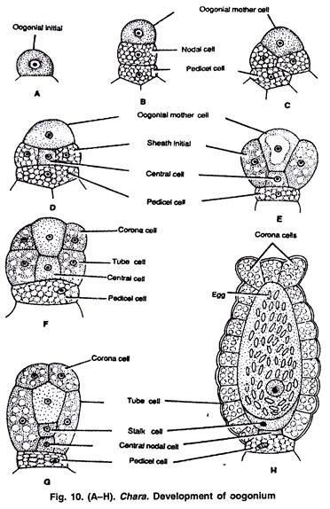 Development of Oogonium