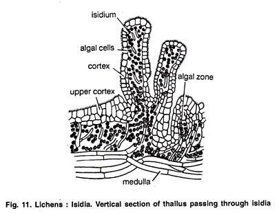 Lichens: Lsidia