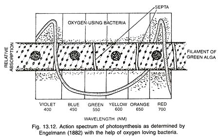 Action spectrum of photosynthesis as determined by engelmann (1882) with the help of oxygen loving bacteria