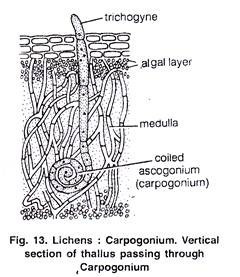 Lichens: Carpogonium